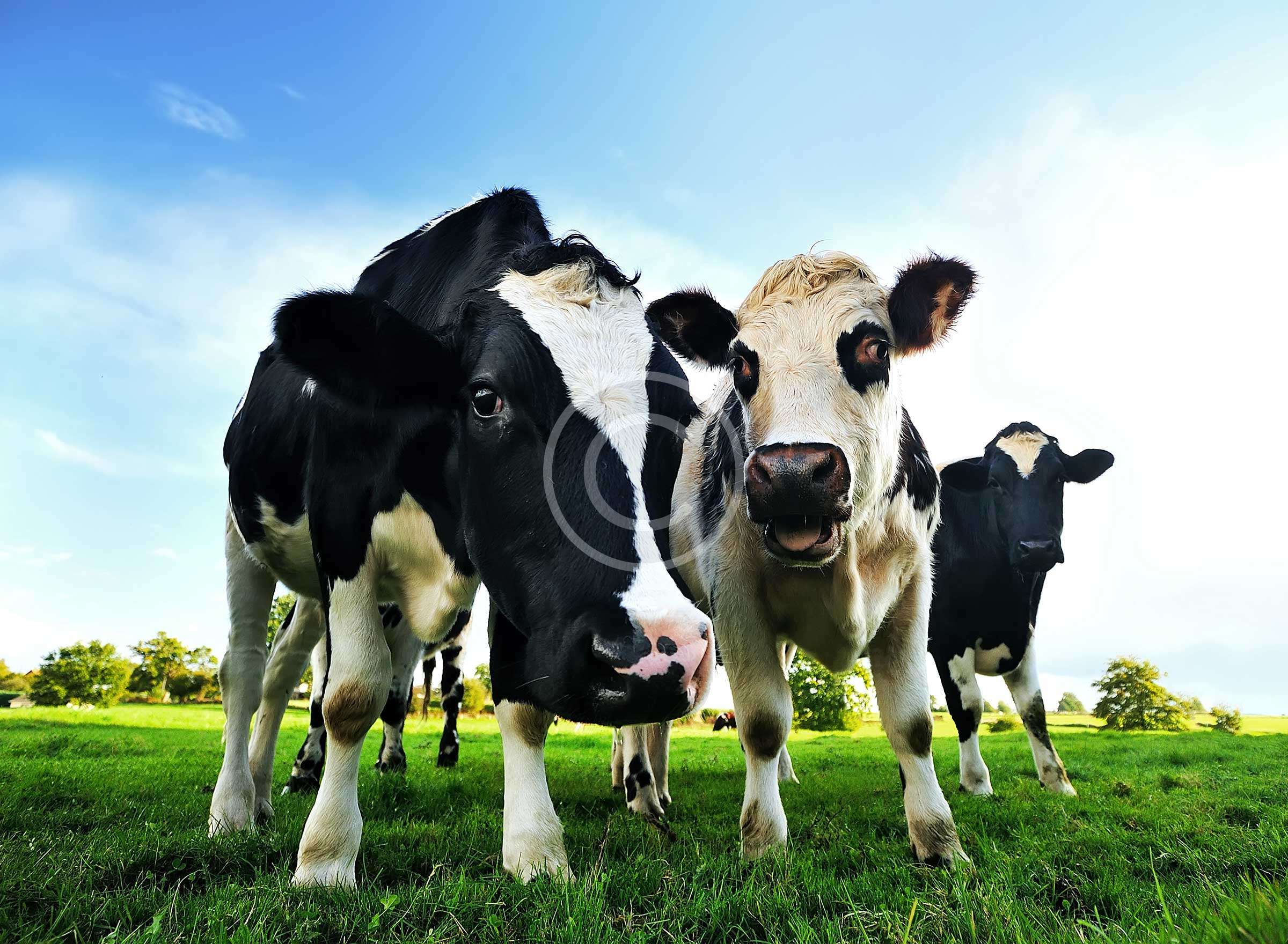 Dairy Nutrition and Profitability Optimization